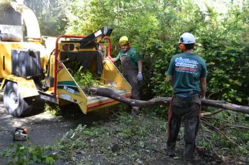 tree services Lemont